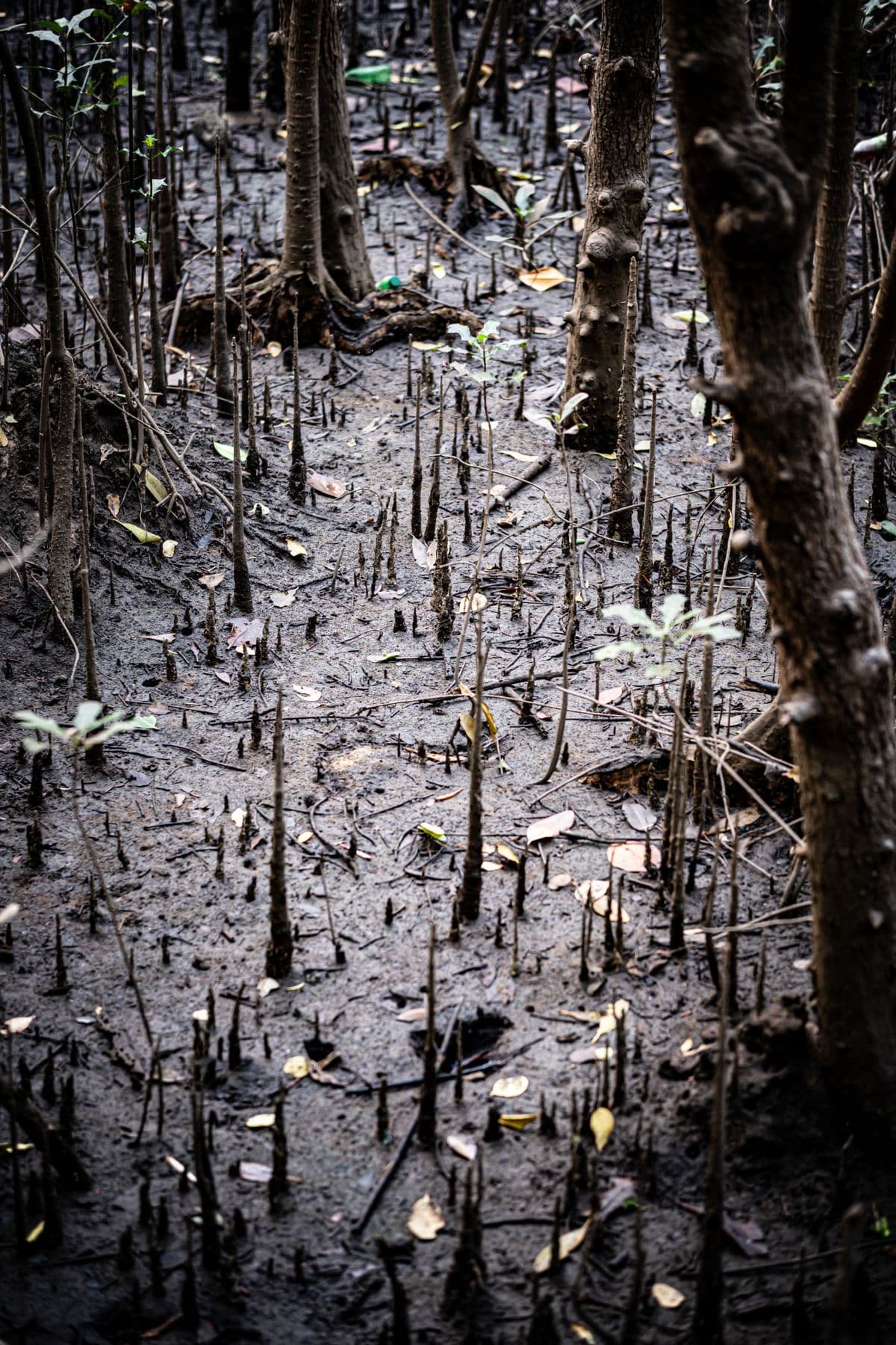 Akar mangrove dari dekat di Honnavar, India