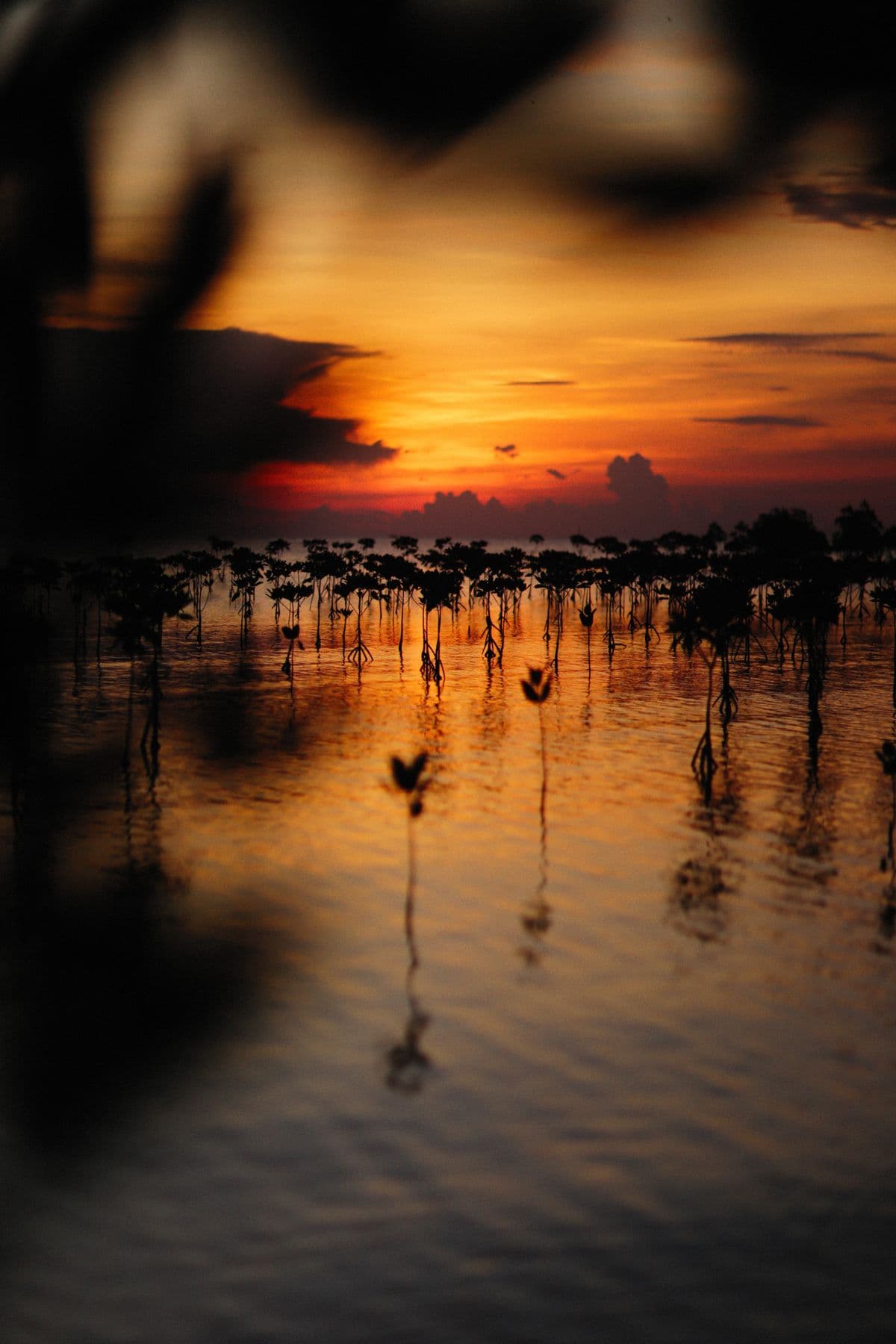 Siluet pohon mangrove saat senja