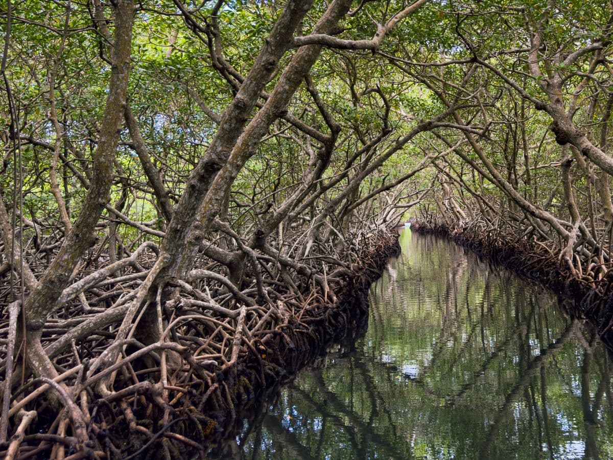 Terowongan mangrove di Roatan, Honduras