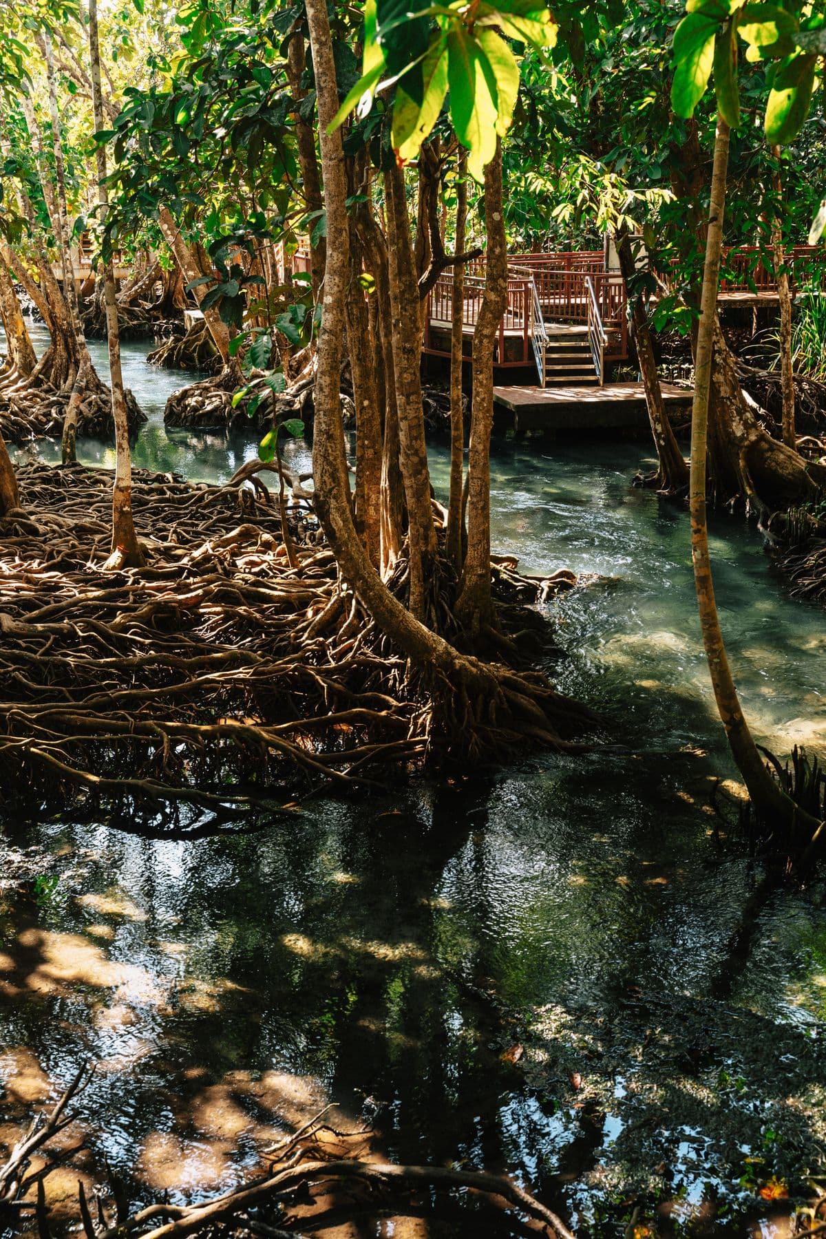 Jembatan kayu di hutan mangrove Krabi, Thailand
