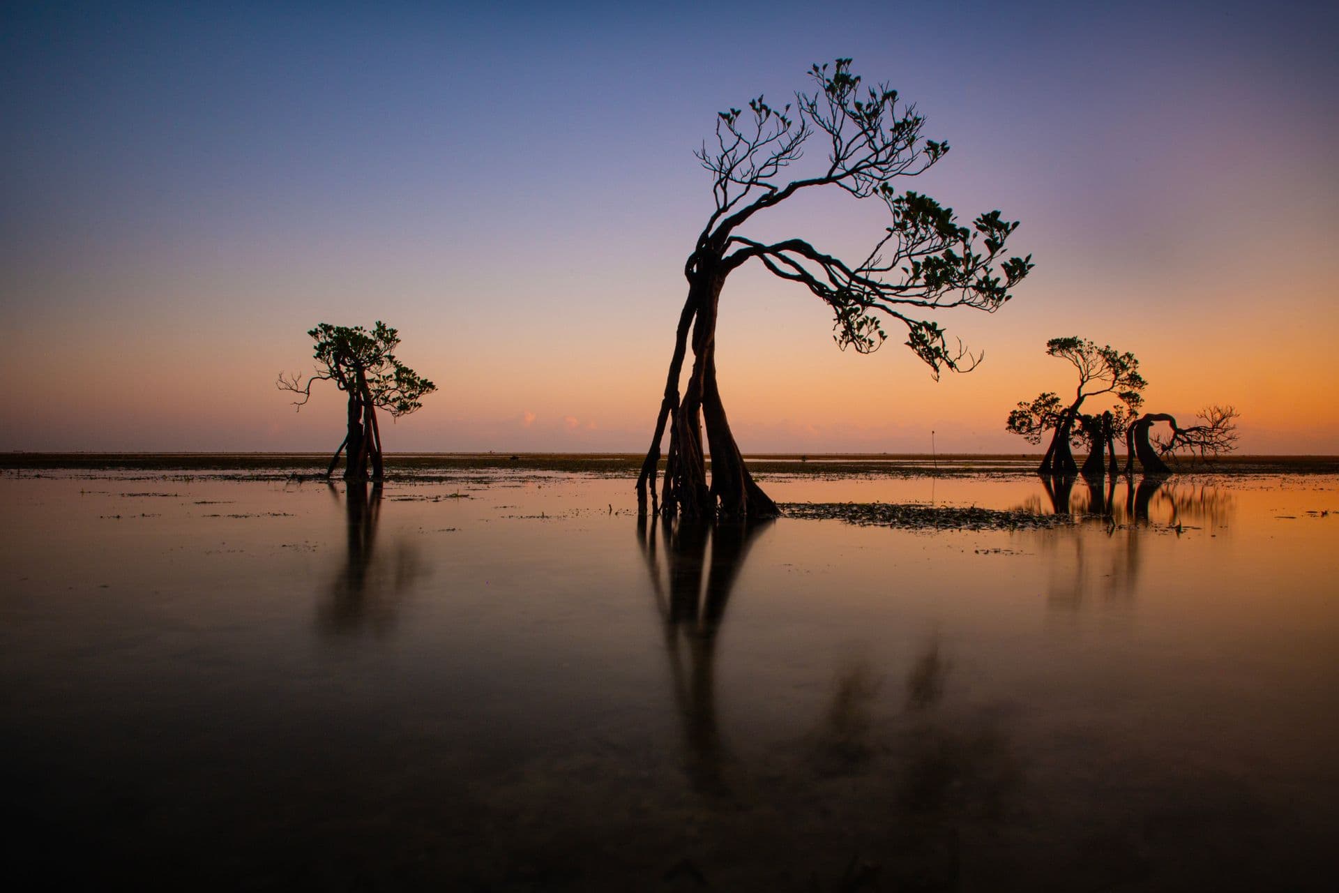 Hutan mangrove saat matahari terbenam