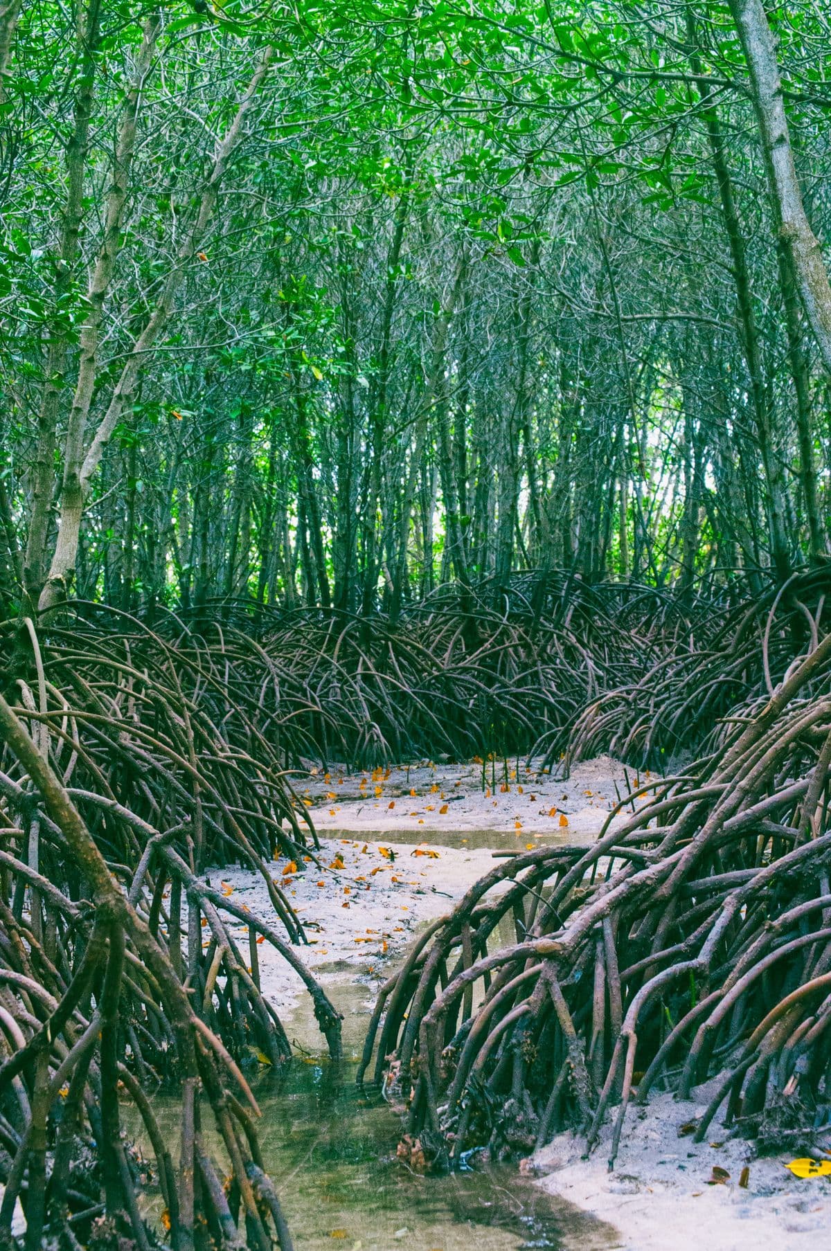 Akar dan rimbunnya hutan mangrove